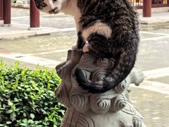 -高旻寺