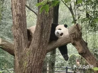环境很棒，羡慕熊猫的生活，慵懒的太惬意了