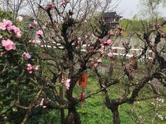 -南汇桃花村