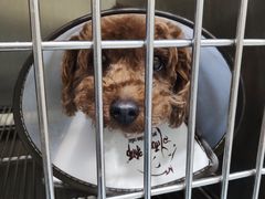 -瑞鹏动物医院宠美康(扬子江路分院)