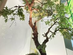 -绿茶餐厅(广州天河城店)