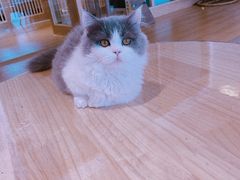 -猫腻·猫咖·撸猫馆(星光大道店)