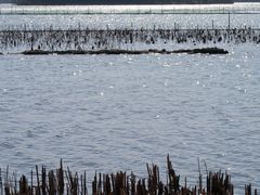 -贡湖湾湿地公园