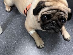 -伟伟宠物医院·CT影像中心·瑞派犬猫综合性门诊(汉口总院)