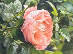 -人民公园(罗湖区)