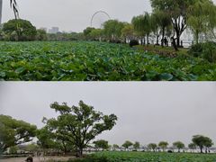 -无锡蠡湖国家湿地公园-蠡园