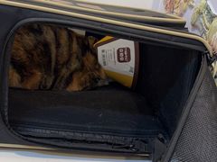 -御宝贝·A梦猫科宠物医院(国际猫友好医院)