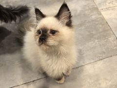 -楼上猫咖(罗湖店)