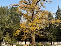 -苏州文庙(姑苏区)