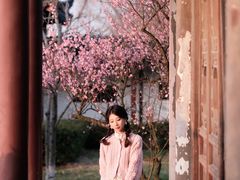 -香雪海