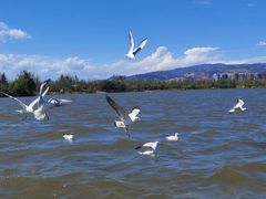 -西昌邛海湿地