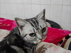 -客栈猫舍(中央北路店)