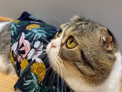 -啵啵喵·猫咖(攀华国际店)