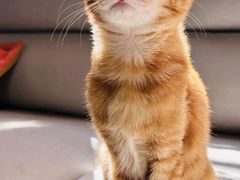 -御宝贝·A梦猫科宠物医院(国际猫友好医院)