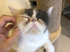 -平行世界·猫咖(首经贸店)