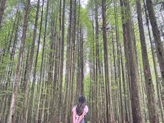 -武陵山森林公园