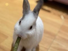 -猫猫幼稚园·撸猫·桌游·电玩
