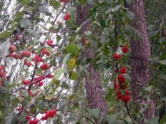 -大兴滨河森林公园