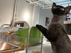 -琪喵猫屋·撸猫猫咖·猫舍