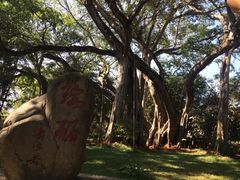 iphone_upload_pic-瑞丽独树成林风景区