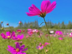 -嘉北郊野公园