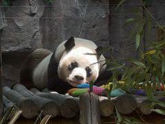 -栾川竹海野生动物园