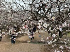 -香雪海