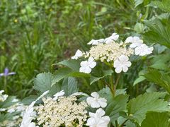 -海棠花溪(元大都城垣遗址公园)