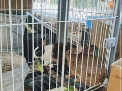 -马陆小张葡萄园农家乐