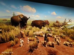 -陕西自然博物馆