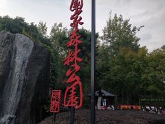 -合肥滨湖国家森林公园