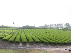 -雪绿茶博物馆