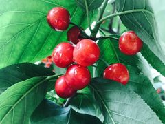 -樱桃山旅游景区