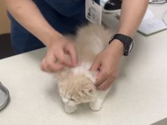 -瑞派康怡24h宠物医院·犬猫医疗中心·微创绝育(瑞景分院)