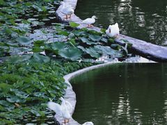 -莲花池公园