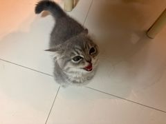 -小猫来了猫舍(福田店)