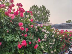 -张记焖窑·十五年专注焖烤(雍和宫店)