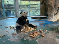 -成都动物园