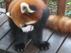 -普洱太阳河森林公园