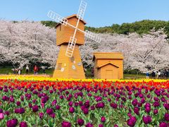 -苏州上方山国家森林公园