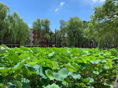 -四川大学(望江校区)