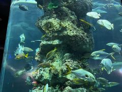 -芜湖新华联大白鲸海洋公园