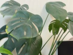 -美冠塔口腔(酒仙桥分院)