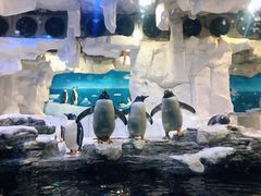 -华夏文旅海洋公园