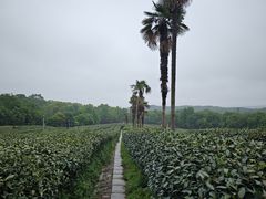 -茅家埠
