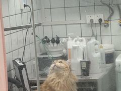 -唐小姐の猫狗洗护·购宠旗舰店(周浦万达店)
