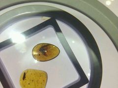 -上海昆虫博物馆