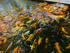 -龙悦湾酒家·八阵鱼生·渔人码头店