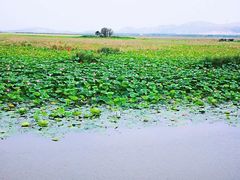 -微山湖红荷湿地景区