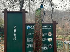 -南京老山国家森林公园